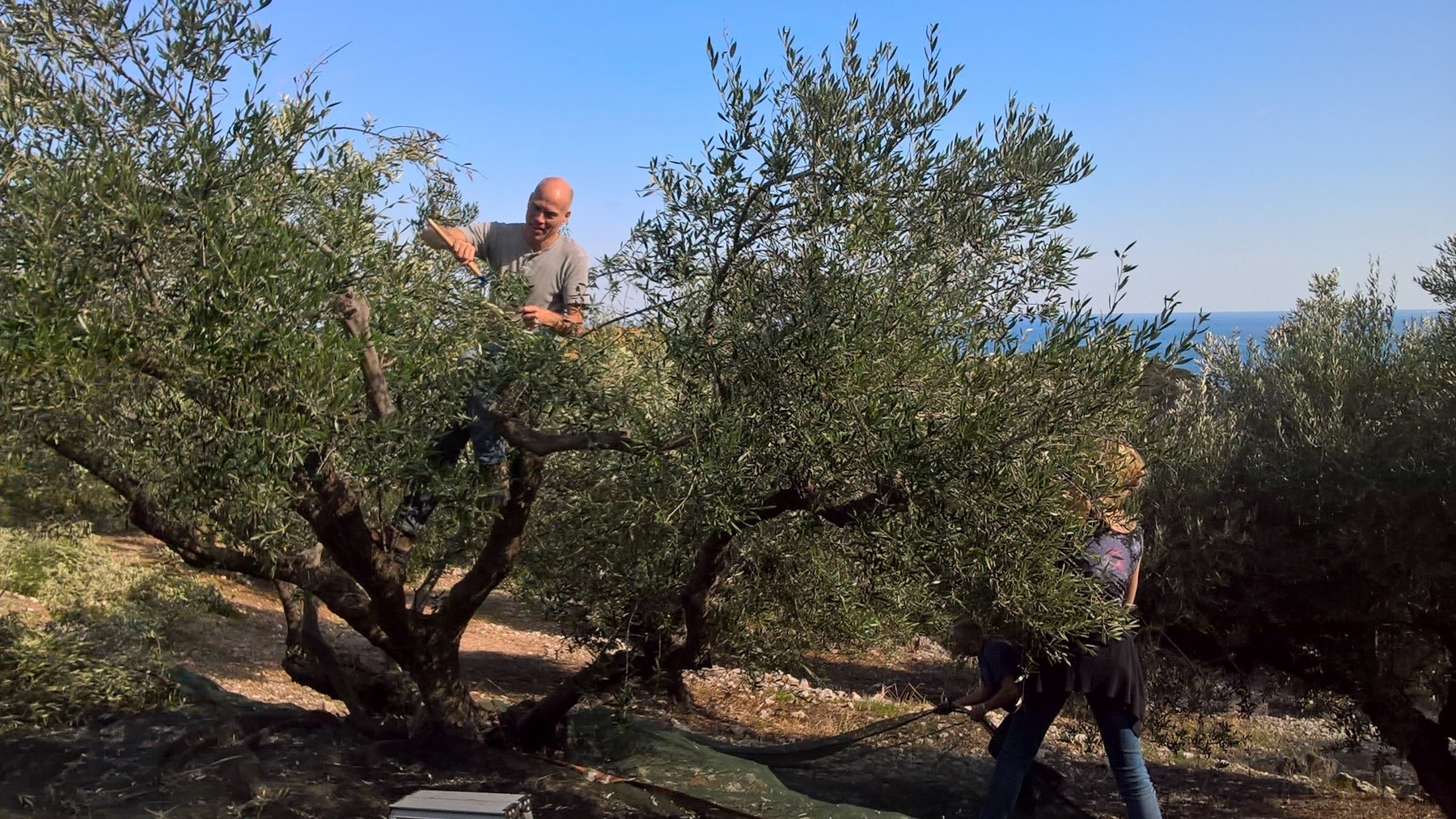 Olive picking on Kythera