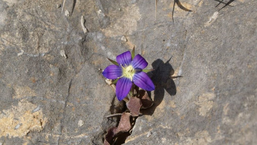 Wild flowers of Kythira (102)-min