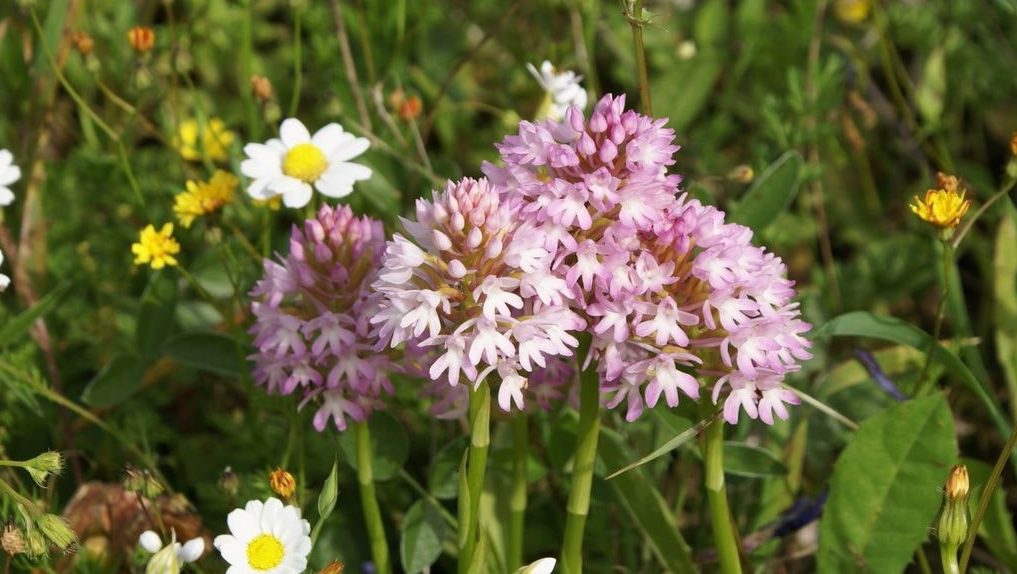 Wild flowers of Kythira (114)-min