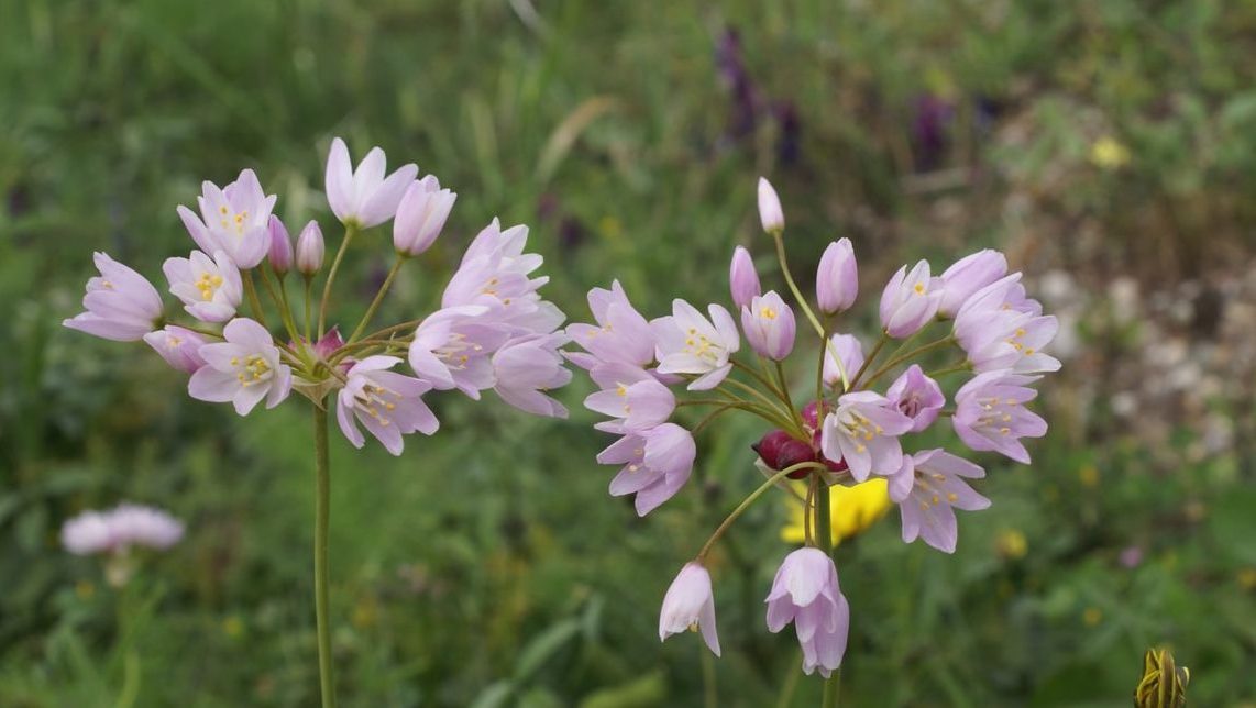 Wild flowers of Kythira (144)-min