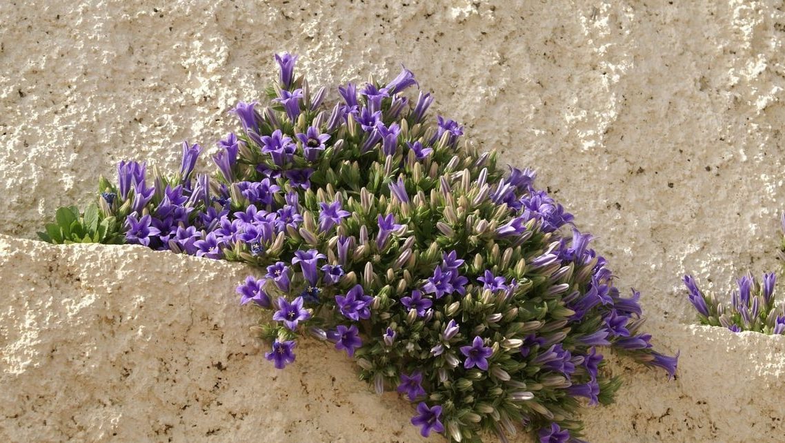 Wild flowers of Kythira (167)-min