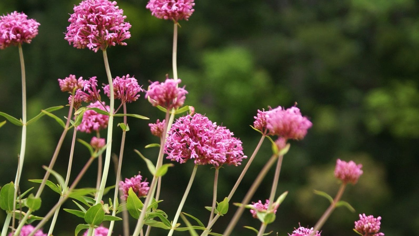 Wild flowers of Kythira (172)-min