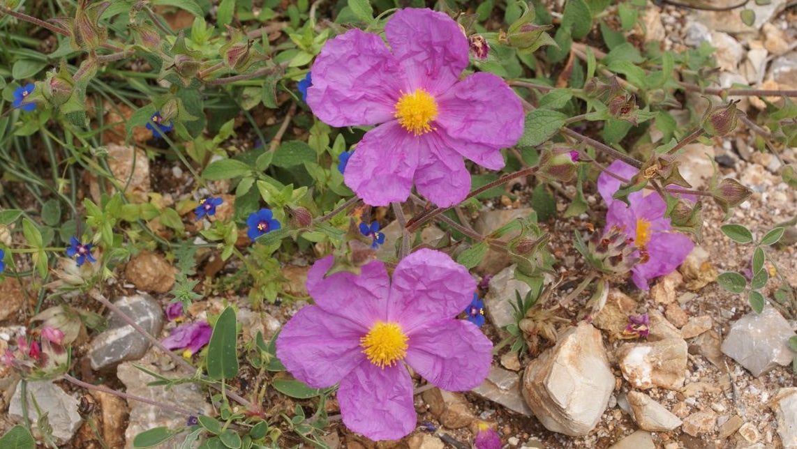 Wild flowers of Kythira (174)-min