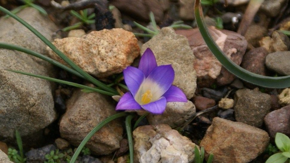 Wild flowers of Kythira (184)-min