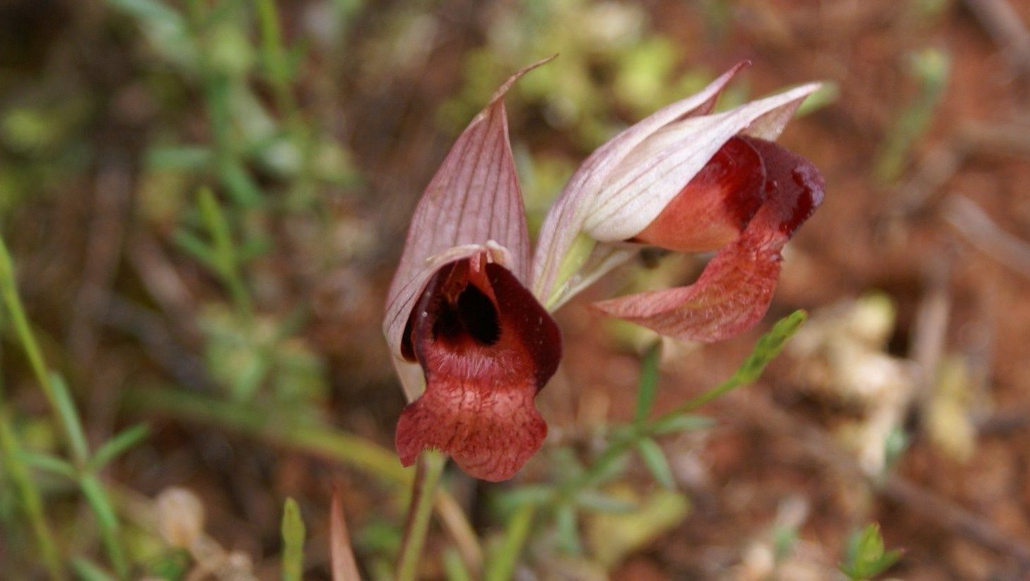 Wild flowers of Kythira (326)-min