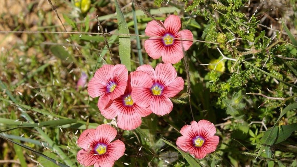 Wild flowers of Kythira (356)-min