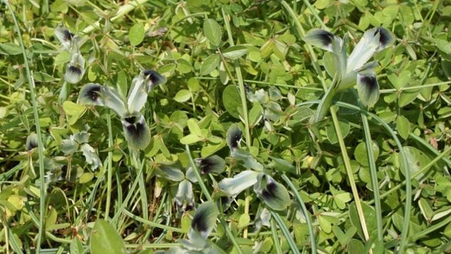 Wild flowers of Kythira (36)-min
