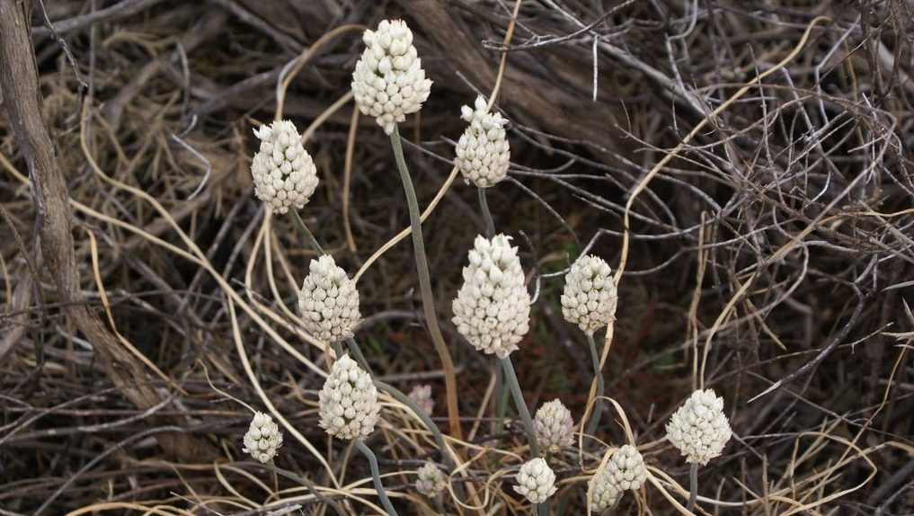 Wild flowers of Kythira (61)-min