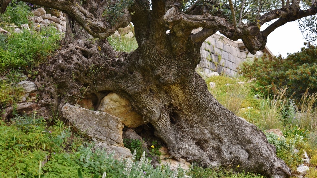Ancient olive trees on Kythera by Xenonas Fos ke Choros (6)
