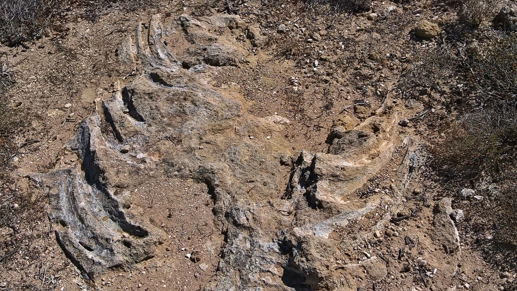 Fossils on Kythera by Xenonas Fos ke Choros (5)