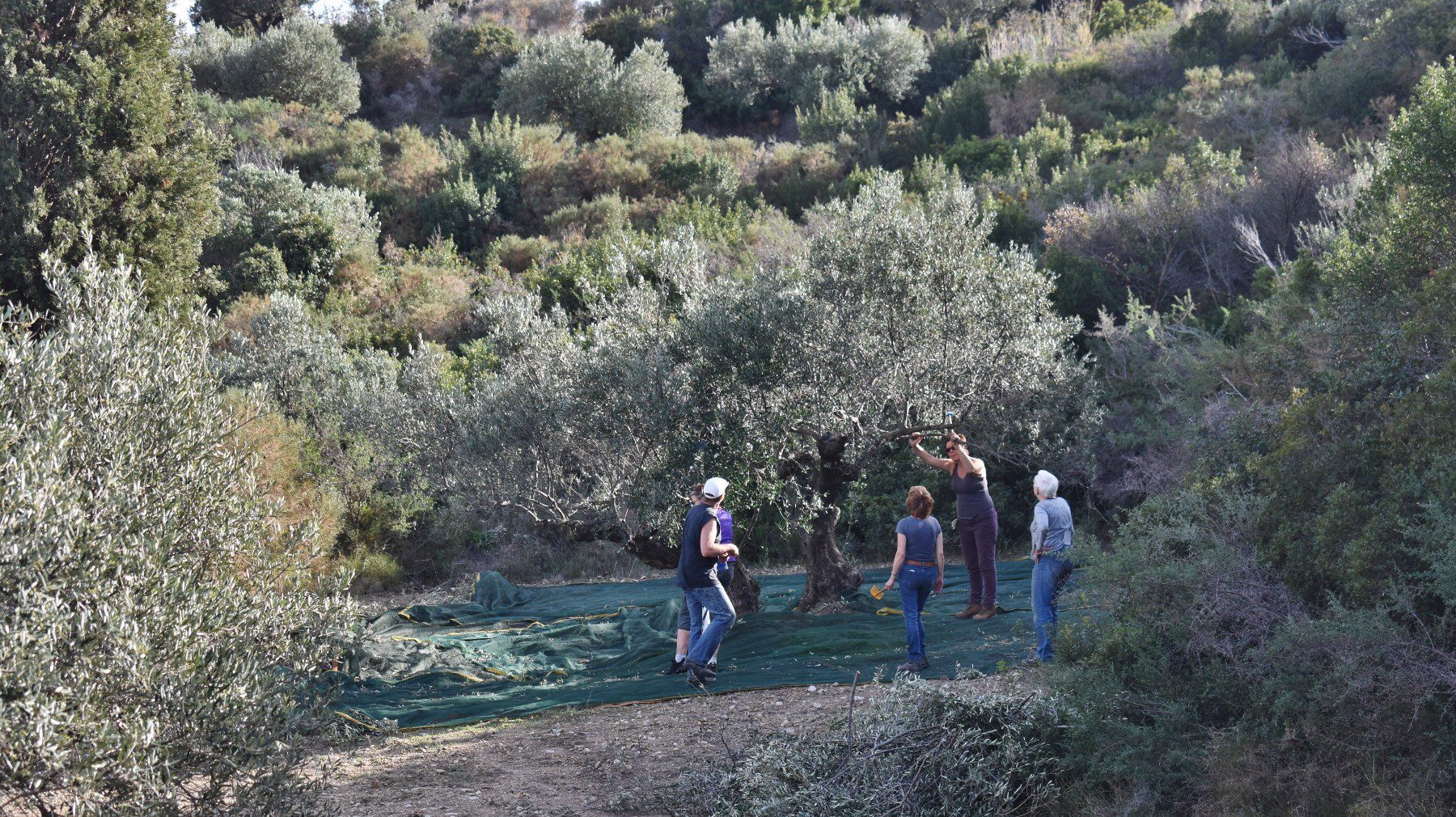 Olive picking on Kythera 5