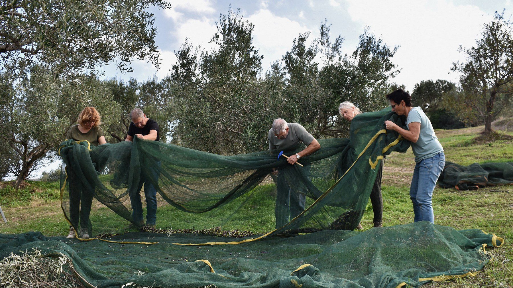 Olive picking on Kythera 4