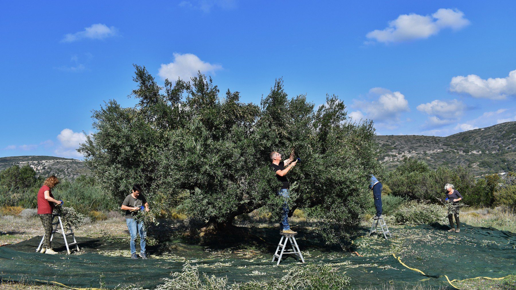 Olive picking on Kythera 1