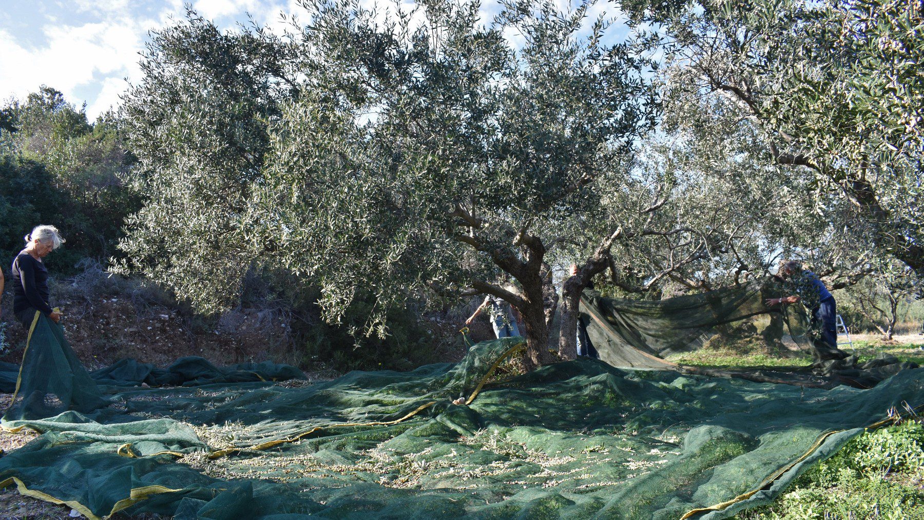 Olive picking on Kythera 8