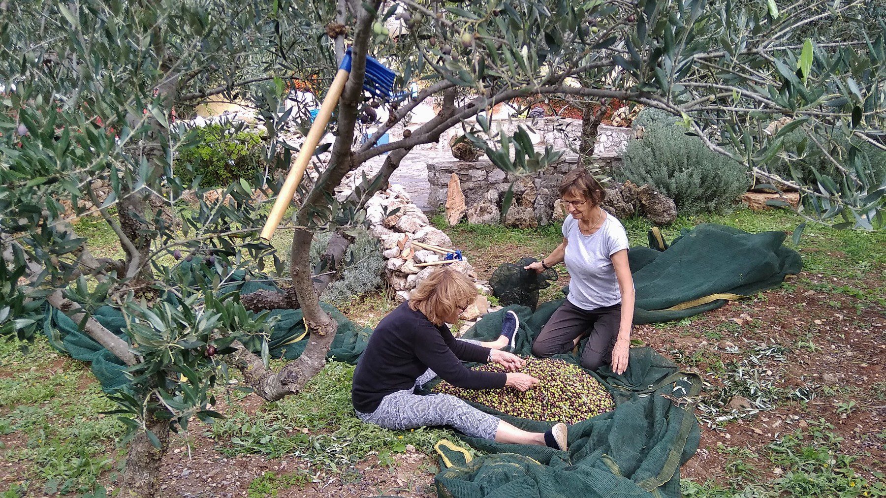 Olive picking on Kythera 7