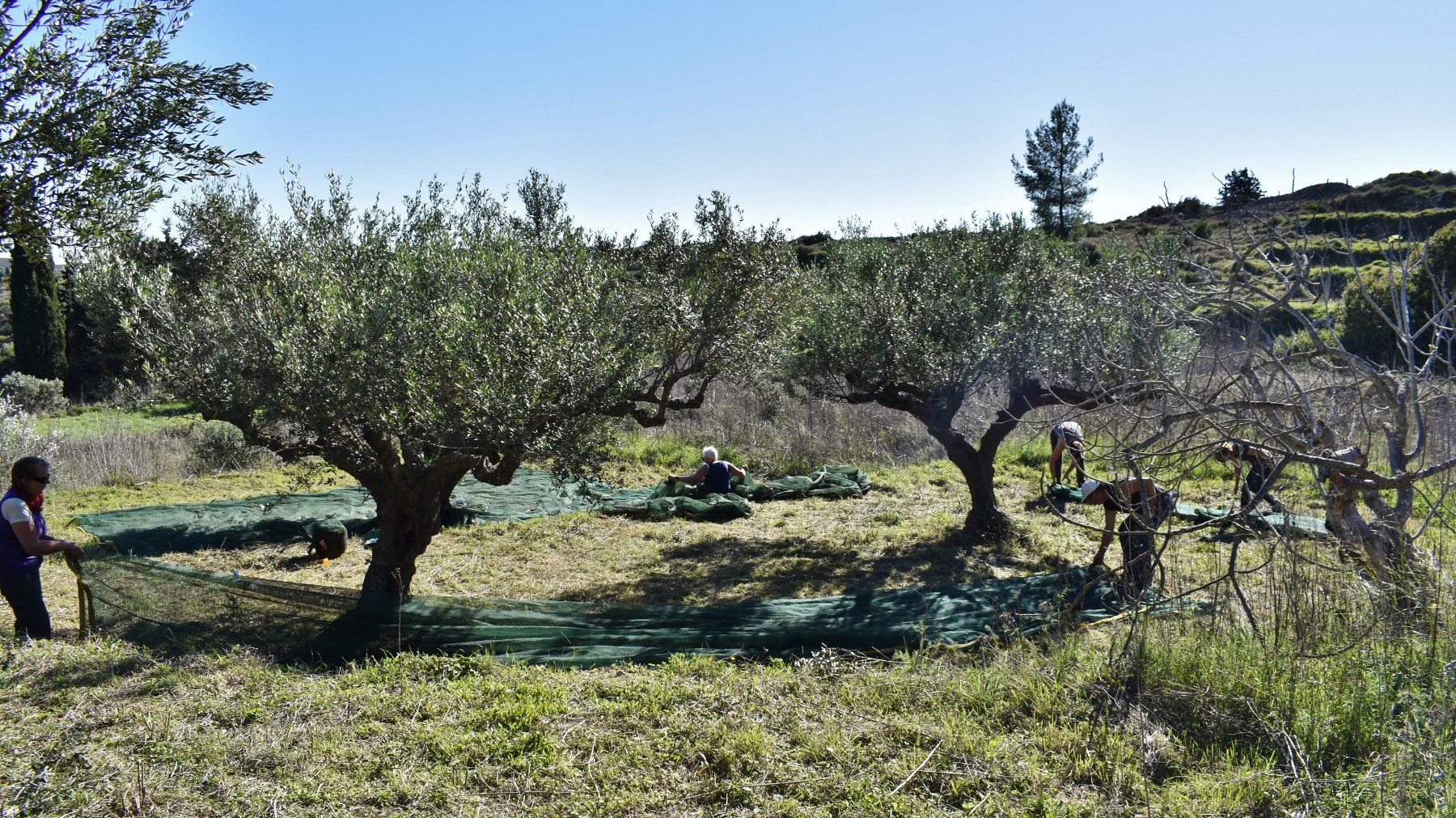 Olive picking on Kythera 6