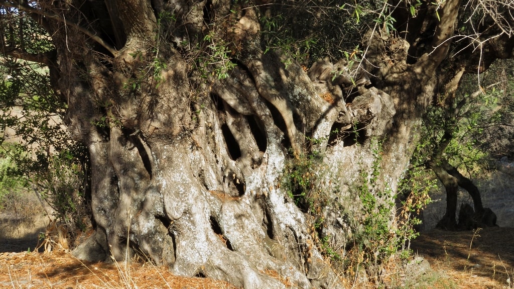 Ancient olive trees on Kythera by Xenonas Fos ke Choros (7)