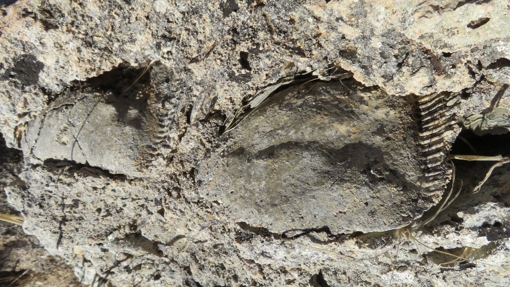 Fossils on Kythera by Xenonas Fos ke Choros (3)
