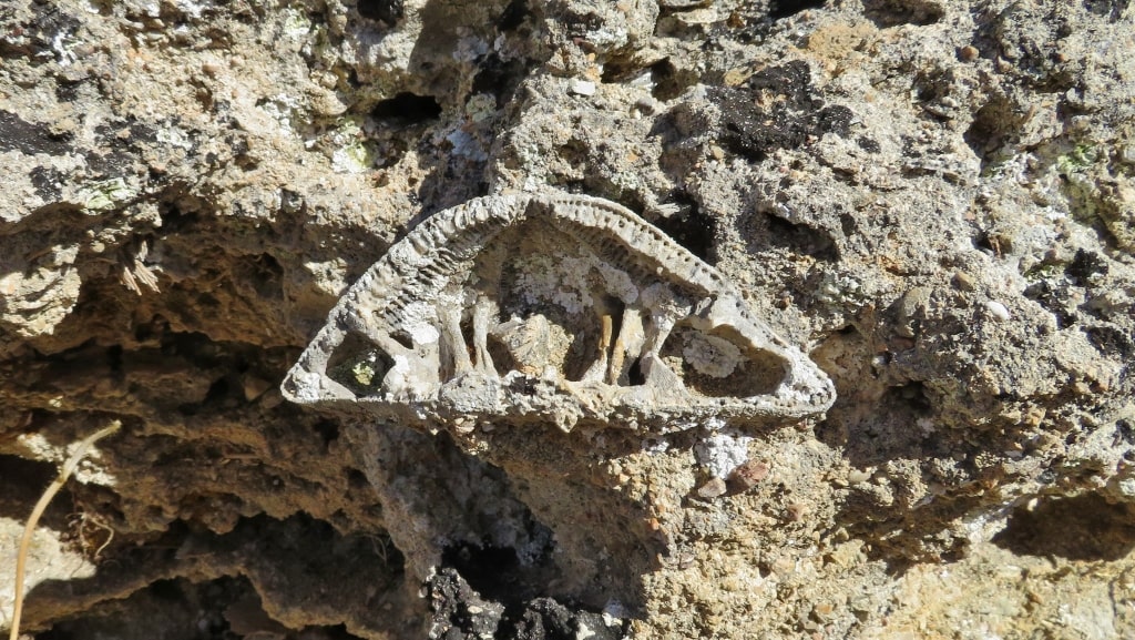 Fossils on Kythera by Xenonas Fos ke Choros (4)