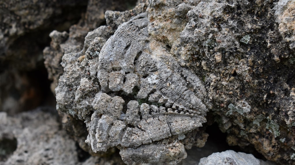 Fossils on Kythera by Xenonas Fos ke Choros (7)