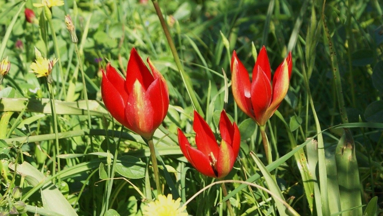 Wild Flowers of Kythera by Xenonas Fos ke Choros (12)
