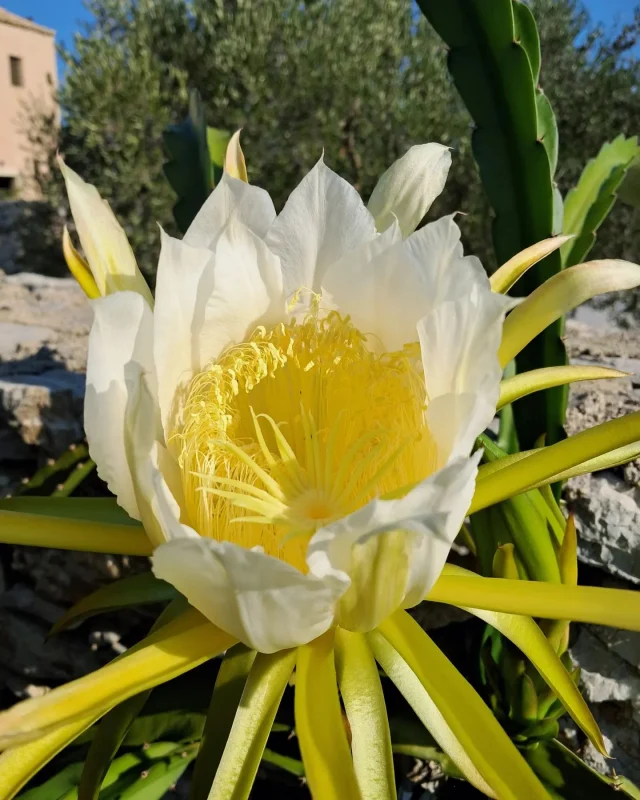 Dragon Fruit Flower 😍💚

#gardenfruit #foodforrest #kythira #permaculture #dragonfruit #dragonfruitflower