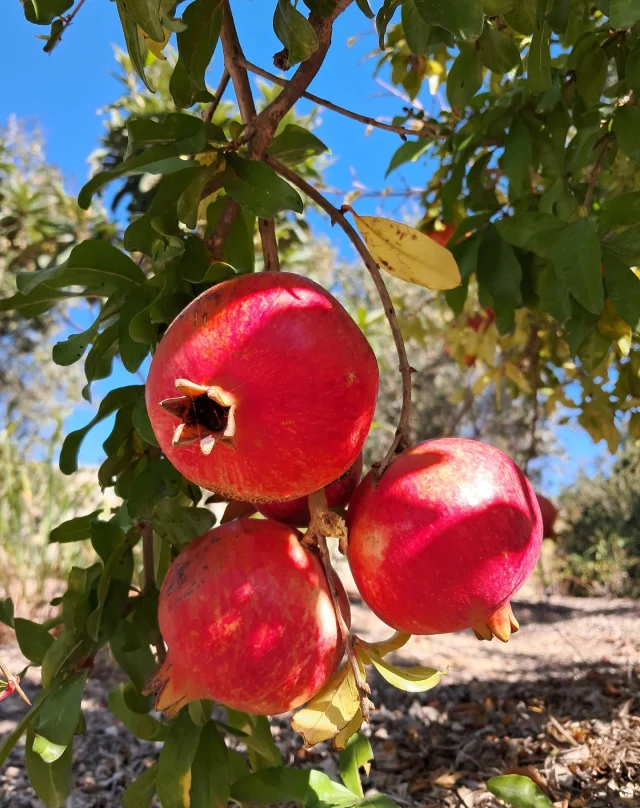 Pomegranetes 😍 ρόδια 🍀
delicious garden fruit and in our garden ready in October. 
Our favorite is to make juice from it, what's yours?

#pomegranate #fertility #manyseeds #pomegranatejuice #bodyboost 

#greekmythology #hera #athena 

#permaculture #kythira @agreekisland #guesthouse #Pitsinades #Aroniadika