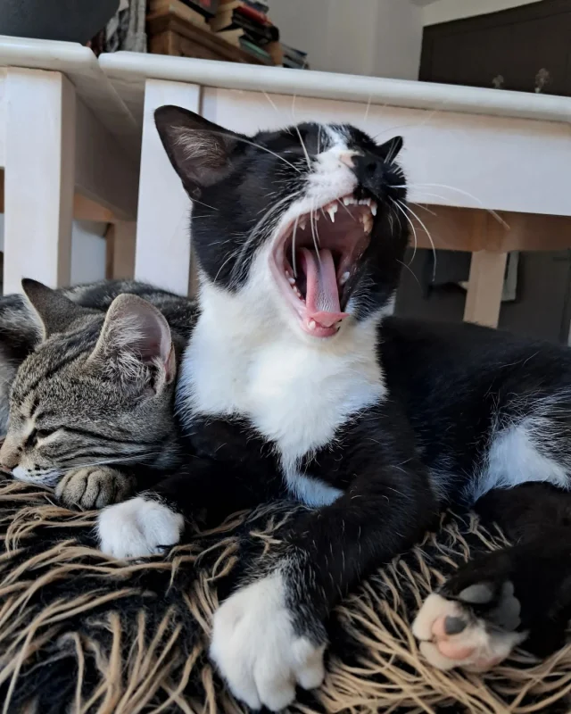 Our youngest familymembers know how to spend the afternoon, sometimes...
#iwishiwereacat 
#cats #catsofinstagram #greekcats #domesticcats #kythira #cutecats #catpose #brotherandsister #welovecats 
#jipjanneke #theyfoundus 😺😻
