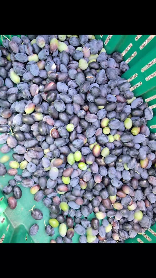 The Olive Picking Weeks 🫒😃😃
Annual in November 
1️⃣5️⃣ years with guests 🥳

#oliveharvest #oliveoil #biological 

But, first the harvest of the edible 🫒 #tableolives 
Hand-picked and selected one by one #onlythebest 💚 

#agritourism #kythira #olivepicking #μάζεμα @agreekisland 
#xenonasfoskechoros
#thingstodoinnovember #kythera
