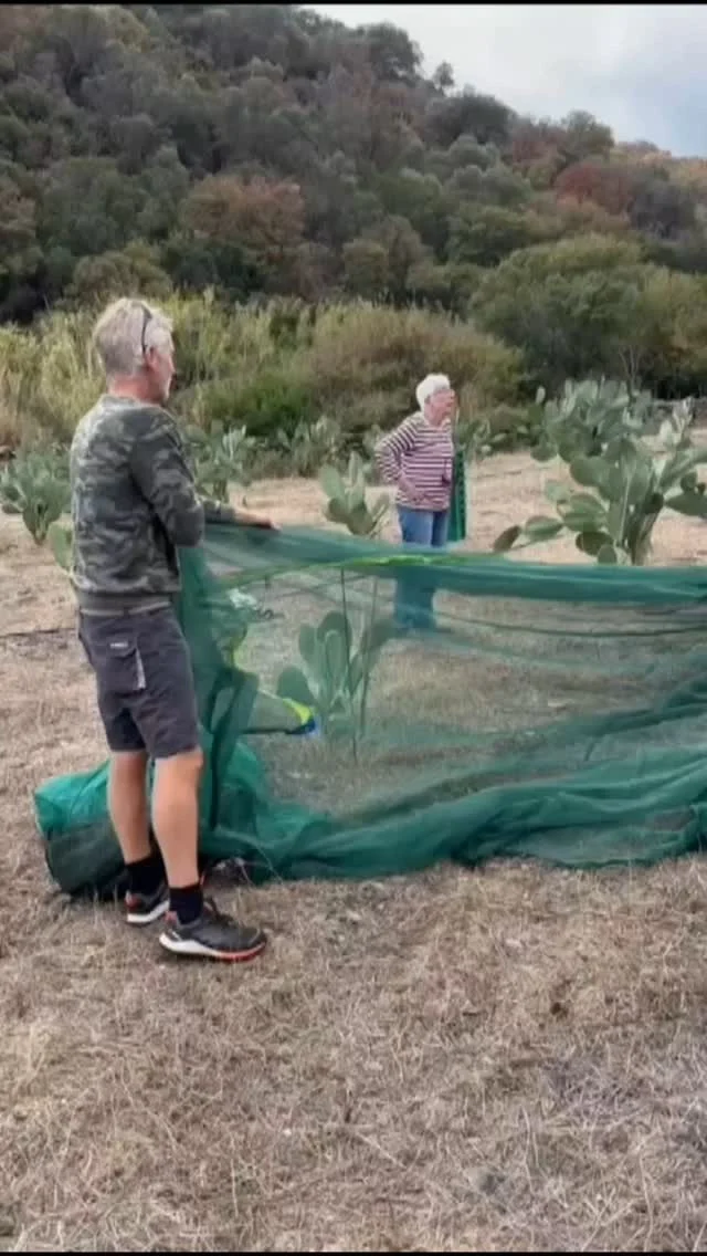 The olive-picking-weeks 2024 came to and. Fortunately, a few days of beautiful rain gave the olives a big boost for some extra olive oil.🫒🫒🫒
We would like to thank all olive-picking-participants for their enthusiasm during the 15th year of olive-picking-weeks in Kythira and look forward to seeing you again another year #kythira

Albert&Anita @agreekisland #xenonasfoskechoros 

#olivelove 💚
#oliveharvest #oliveoil 
#greece🇬🇷 #kythiraisland #kythera 
#agritourism #november