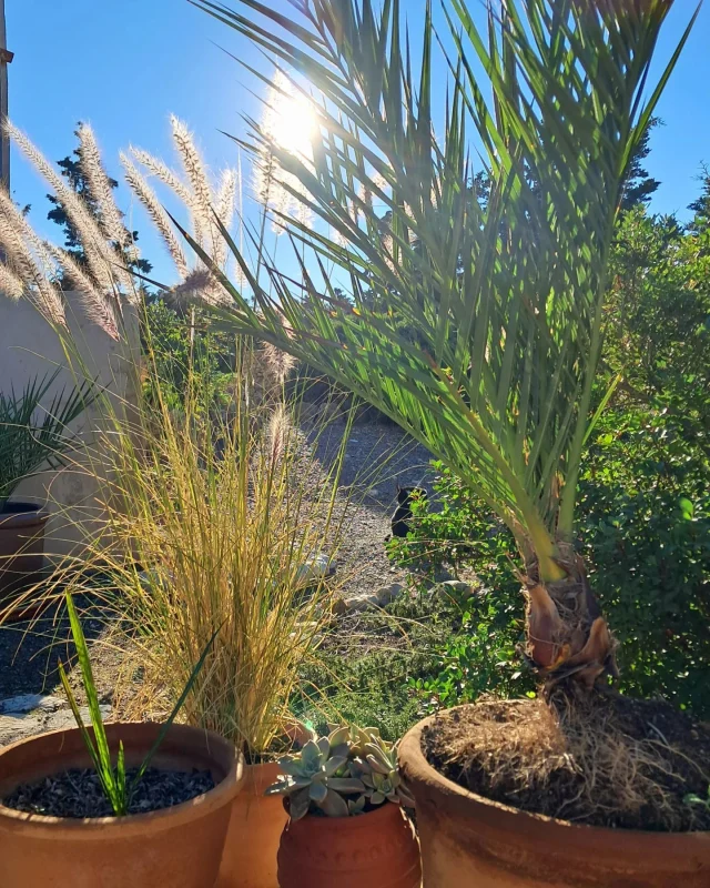 Καλημέρα, καλή εβδομάδα🌞🌞🌞

#mondaymorning #november #kythera #autumn #warmsun #breakfastoutside☀️